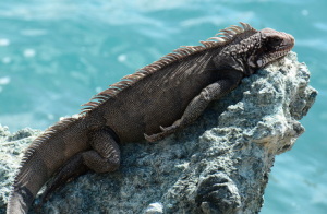 Iguana in the sun