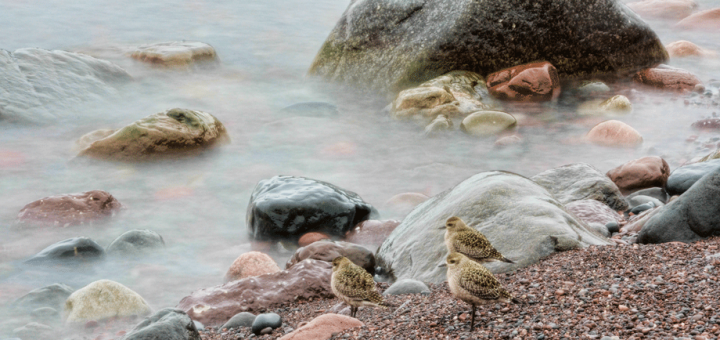 Birds at North Shore