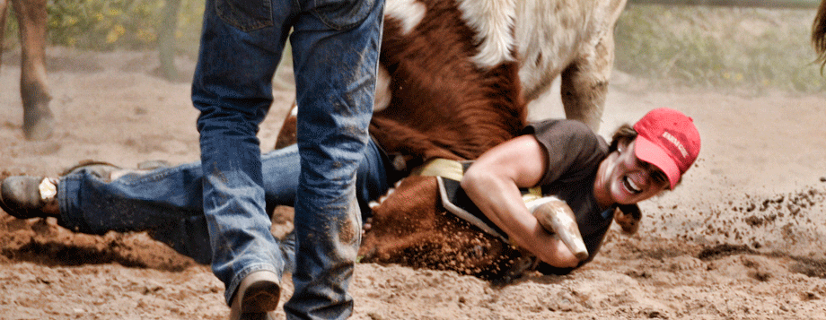 Cowgirl and bull