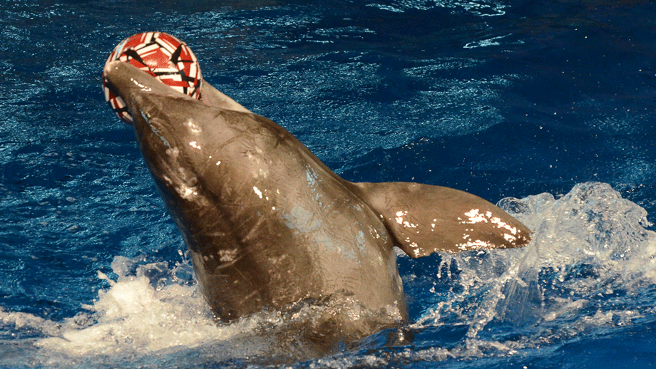 Dolphin Playing