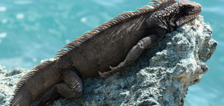 Iguana in the sun